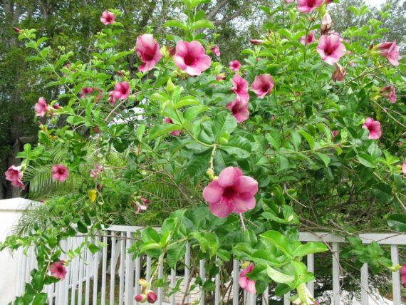 Allamanda flower light pink plants