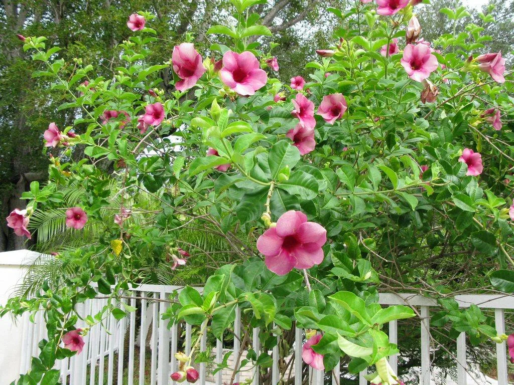Allamanda flower light pink plants - Image 2