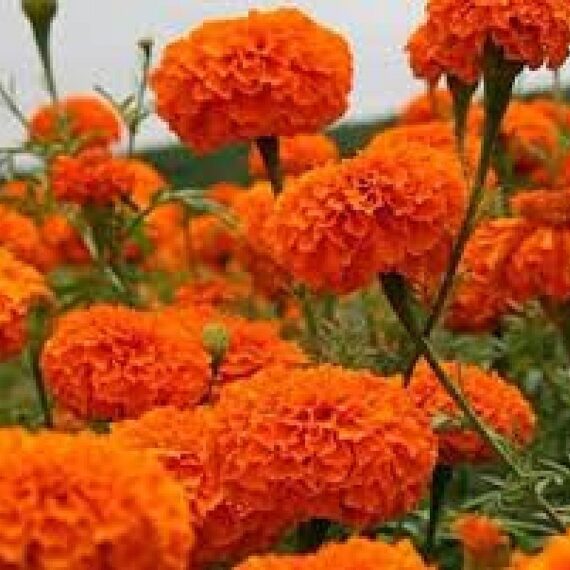 African Marigold (Orange) - Plant