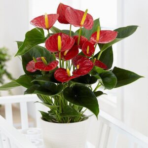 Anthurium (Red) - Plant