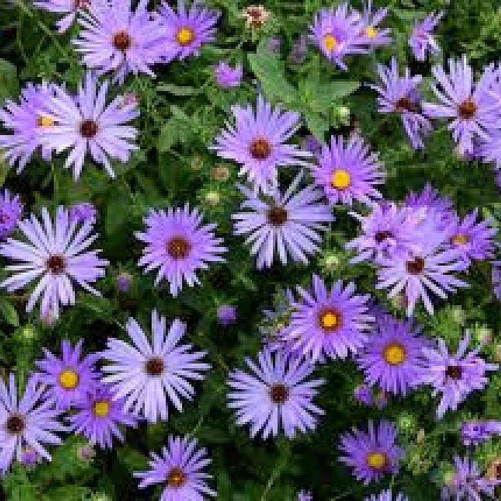 Aster (Violet) - Plant - Image 2