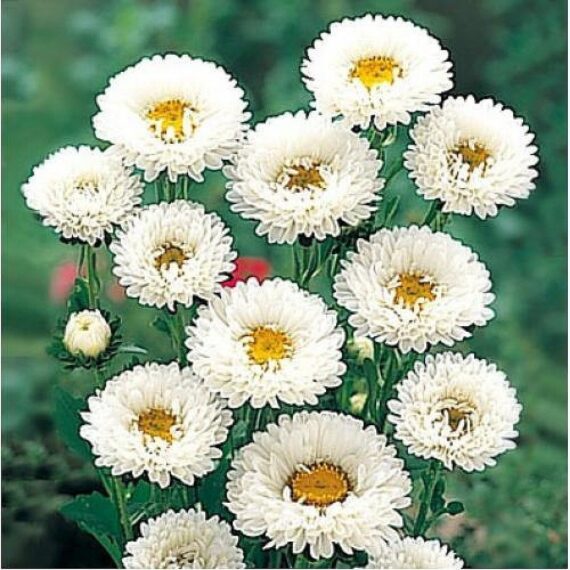 Aster (White) - Plant