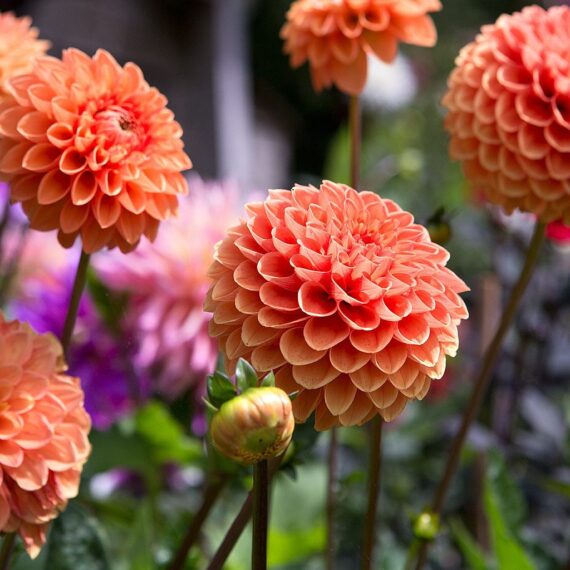 Dahlia (Orange) - Plant