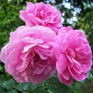 Damascus Rose, Scented Rose (Any Color) - Plant - Image 2