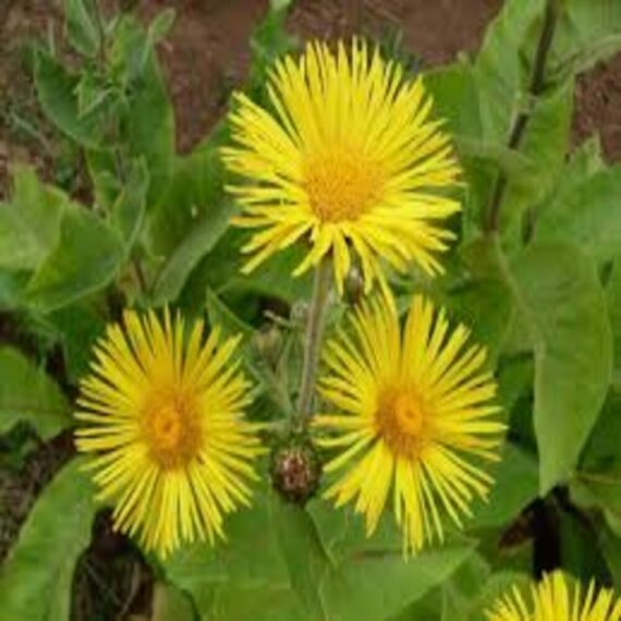 Elecampane