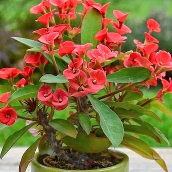 Euphorbia (Red) - Succulent Plant