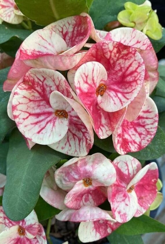 Euphorbia (White - Pink) - Succulent Plant