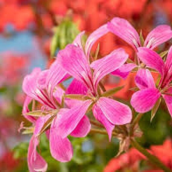 Geranium Ivy, Geranium Creeper (Baby Pink) - Plant