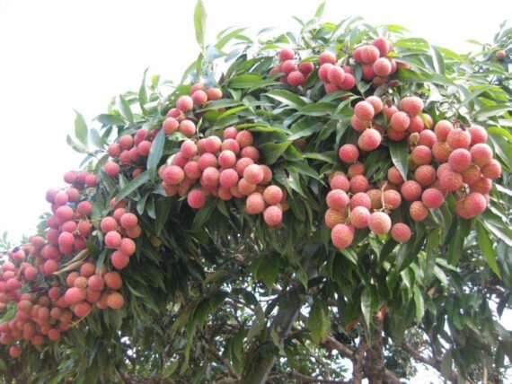 Puspita Nursery "All Time Thai Lychee Plant – Lush Greenery with Exquisite, Juicy Lychee Fruits"