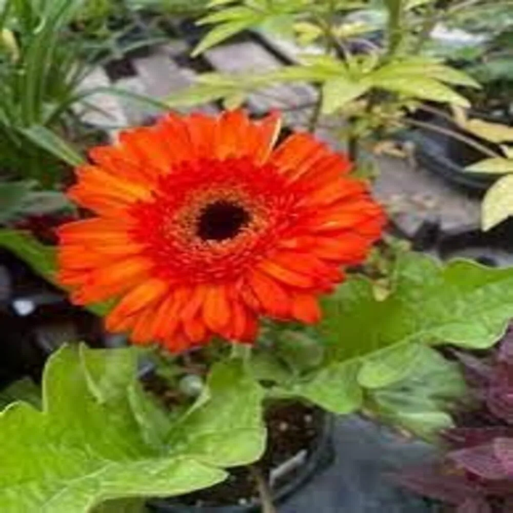 Gerbera (Orange) - Plant - Image 2