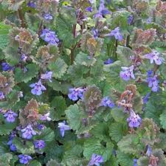 Ground-Ivy - Plant