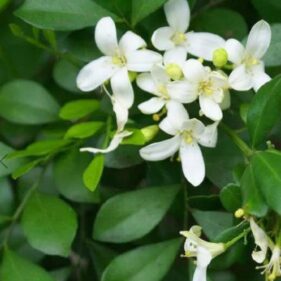 Kamini – Plant – Puspita Nursery