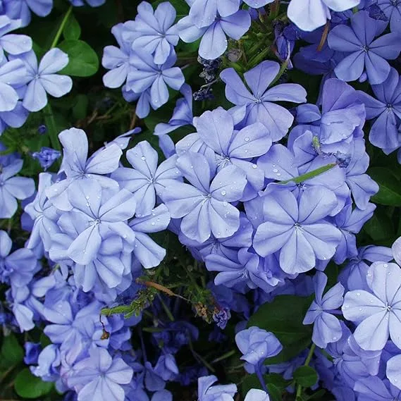 Plumbago (Blue) - Plant - Image 2