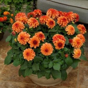 Dahlia (Orange) - Plant
