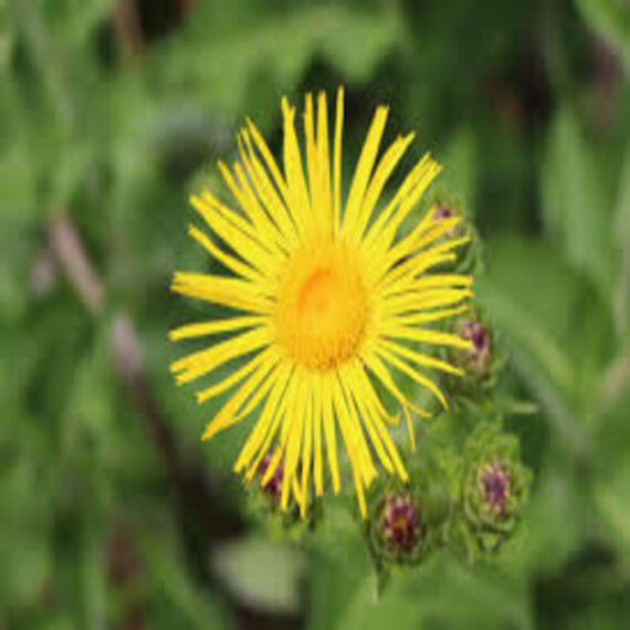 Elecampane