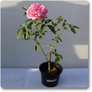Damascus Rose, Scented Rose (Any Color) - Plant - Image 3
