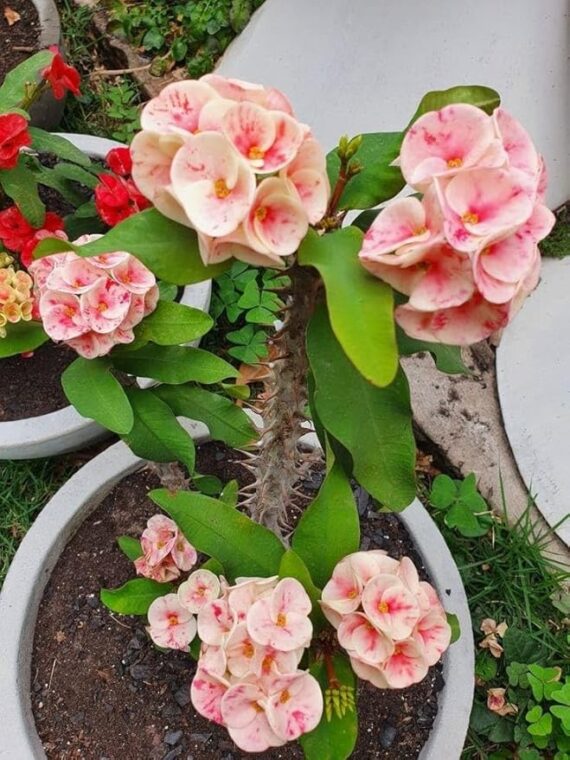 Euphorbia (White - Pink) - Succulent Plant