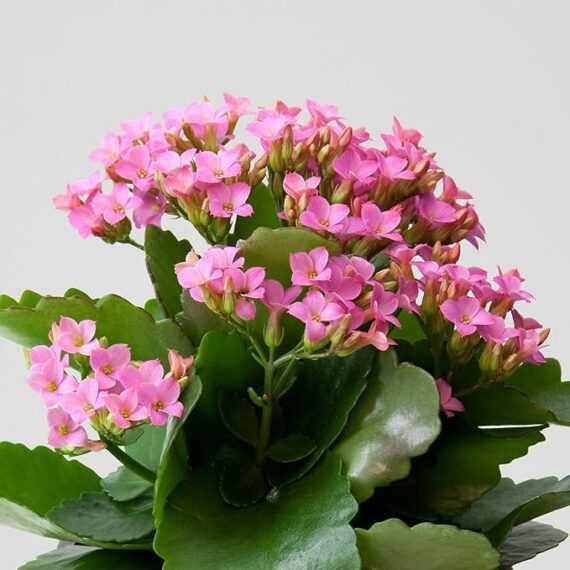 Kalanchoe (Light Pink) - Plant