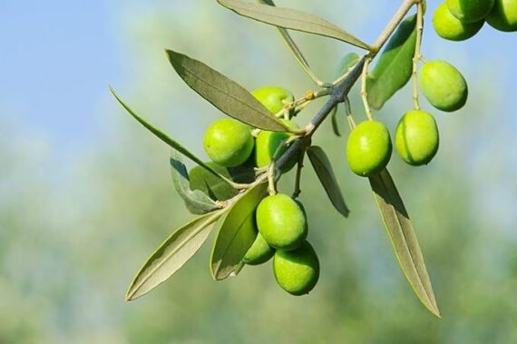 Thai Olive grafting fruit plant