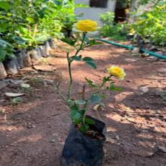 Rose (Yellow) - Plant