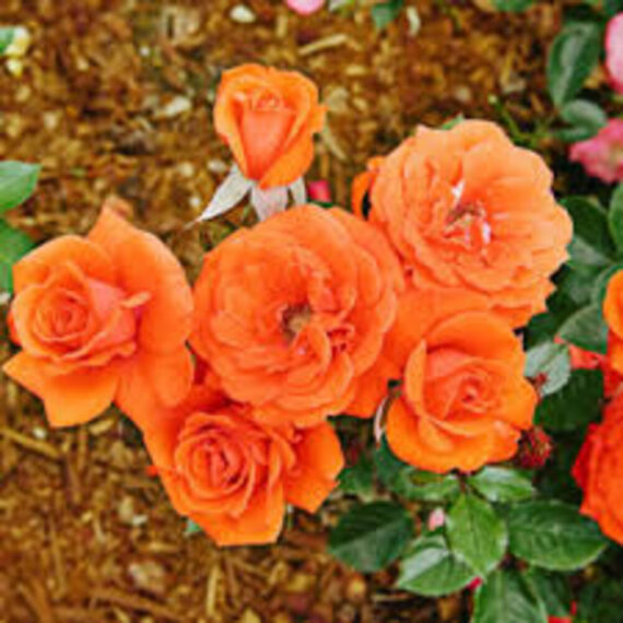 Rose (Orange) - Plant