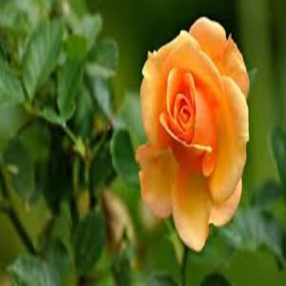 Rose (Orange) - Plant