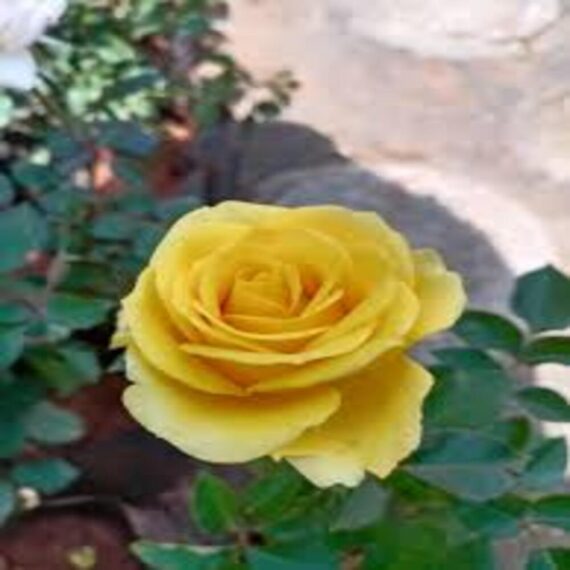 Rose (Yellow) - Plant