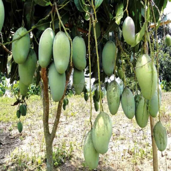 Puspita Nursery Sweet Katimon Mango Plant All Time Fruiting