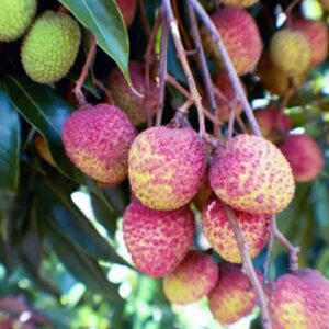 Puspita Nursery "All Time Thai Lychee Plant – Lush Greenery with Exquisite, Juicy Lychee Fruits"