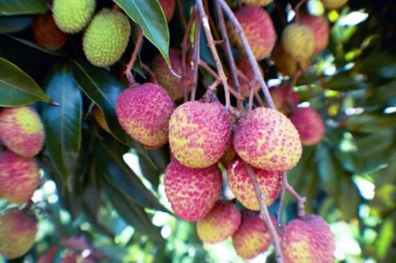 Puspita Nursery "All Time Thai Lychee Plant – Lush Greenery with Exquisite, Juicy Lychee Fruits"