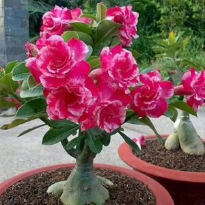 Puspita Nursery Plants Flower Adenium Plant, Desert Rose (Grafted, Any Color) - Plant