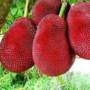 Puspita Nursery "Live Grafted Red Jackfruit Plant – Year-Round Fruiting Tree for Home Gardens"