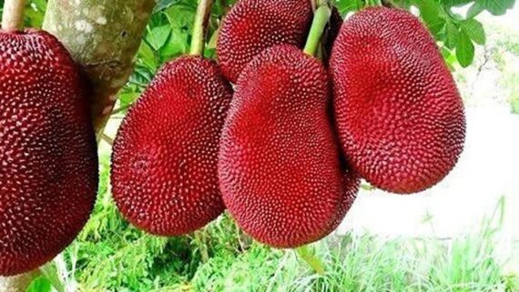 Puspita Nursery "Live Grafted Red Jackfruit Plant – Year-Round Fruiting Tree for Home Gardens"