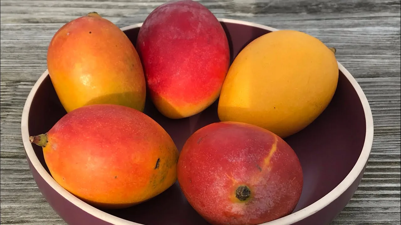 Puspita Nursery Sensation Mango Plant - Image 2