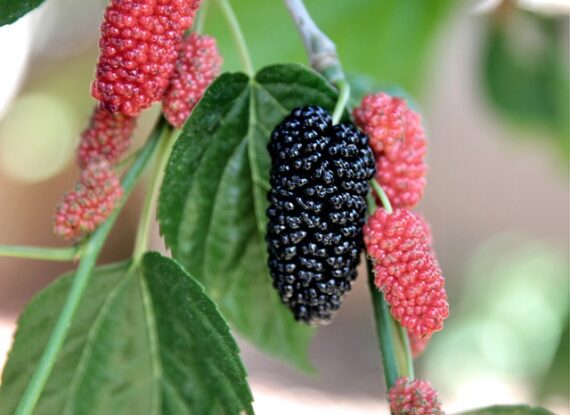 Shahtoot Mulberry Tuti Plant