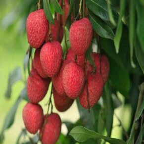 "Puspita Nursery Premium Bombai Litchi Plant – Sweet, Juicy Harvests and Fast Growth for Exceptional Yields! Pack Of 1"