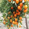 puspita-nursery-kinnow-orange-fruit-plant