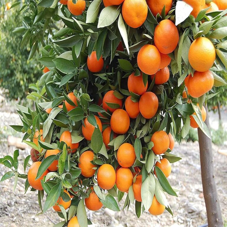 puspita-nursery-kinnow-orange-fruit-plant