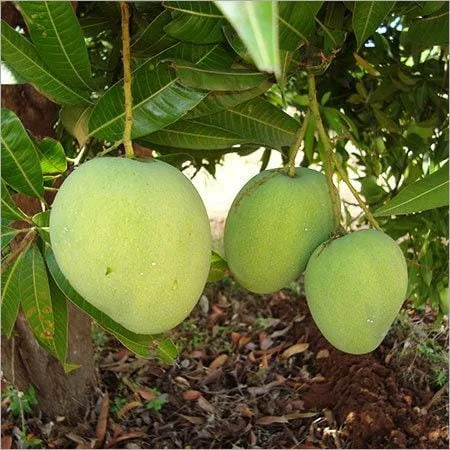Himsagar Mango Sweet Malda Fruit Plant - Image 2