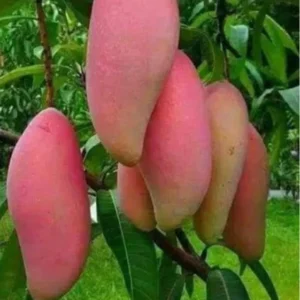 Puspita Nursery Thai Red Banana Mango Plant