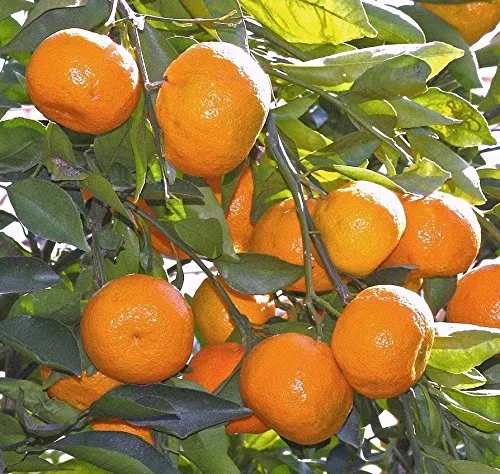 Mudkhed Variety Orange Plant