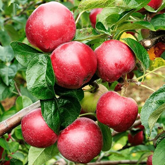 Puspita Nursery Thai Apple Plant Red Color Very Sweet & Juicy Tropical Variety