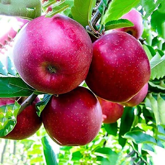 Puspita Nursery Thai Apple Plant Red Color Very Sweet & Juicy Tropical Variety