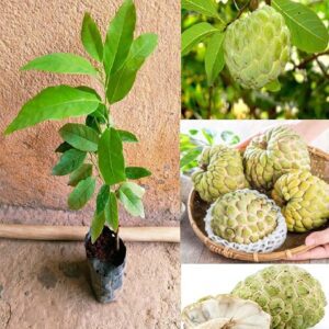 Rare Thai Sugar-Apple Sitafal fruit Plant (Annona squamosa) Rare Variety Fresh & Healthy Plant
