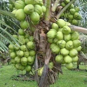 Puspita nursery kerala coconut