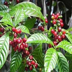 Puspita Nursery Live Coffee Plant