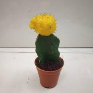 Puspita_Nursery Moon Cactus Grafted Neon Cacti Hibotan Indoor Plant with Live Yellow Flower