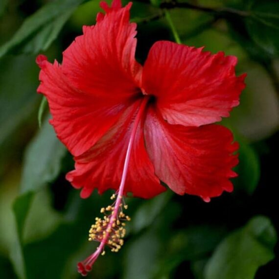 Puspita Nursery Gudhal, Hibiscus Red Flower Live Plant (Hibiscus rosa-sinensis)