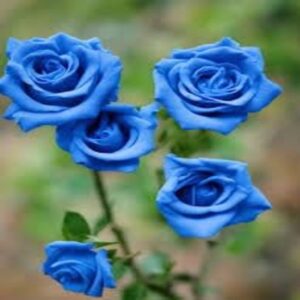 Puspita Nursery Blue rose grafted plant