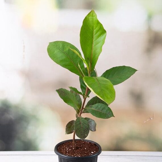 Badam Tree, Indian Almond Tree, Terminalia Catappa - Plant